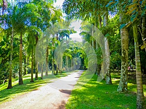 Sir Seewoosagur Ramgoolam Botanical Garden in Pamplemousses