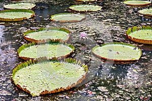 Sir Seewoosagur Ramgoolam Botanical Garden, pond with Victoria Amazonica Giant Water Lilies, Mauritius. Famous Sir Seewoosagur