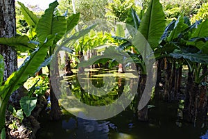 The Sir Seewoosagur Ramgoolam Botanical Garden. This is a popular tourist