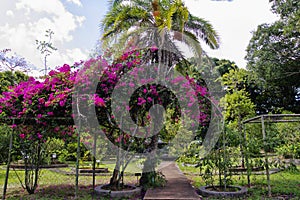 The Sir Seewoosagur Ramgoolam Botanical Garden. This is a popular tourist attraction and the oldest botanical garden in the