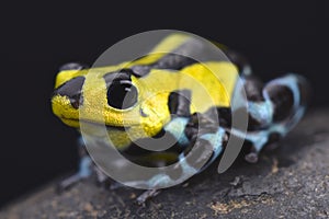 Sira poison dart frog (Ranitomeya lamasi highland form)