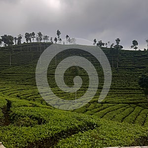 Sirah Kencong Tea Garden  Blitar  East Java  Indonesia