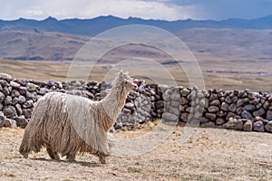 Siri Alpaca in Peru Highlands Andes Mountains