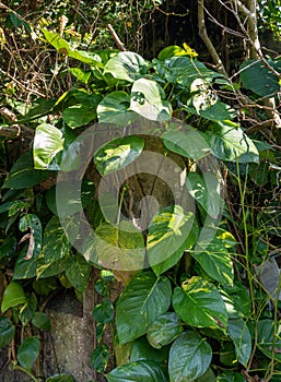 Sirih Gading (Epipremnum aureum) vines have a marble pattern.