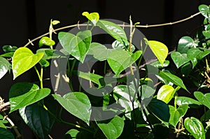 Sirih Hijau or Green Betel leaves with dark background