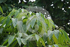 Sirih hutan (sirihan, piper aduncum, spiked pepper, spiked pepper, matico) photo