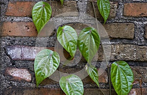 Sirih Merah Piper ornatum, a species of plant in the family Piperaceae, on brick wall