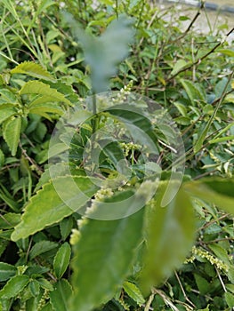 The Sirih-sirihan or Piperaceae