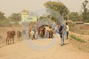 Local shepherds with their cattle in the foot hill of ajodhy hill at sirkabad