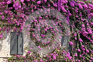 Sirmione, italian house with bougainvillea photo