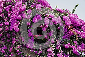 Sirmione, italian house with bougainvillea