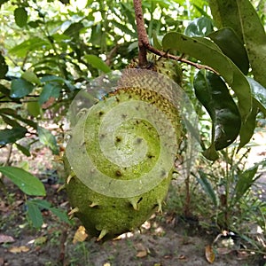 Sirsak fruit