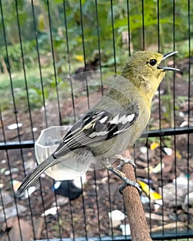 sirtu or cipoh birds of established age photo