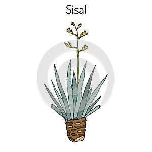 Sisal Agave sisalana , fiber plant