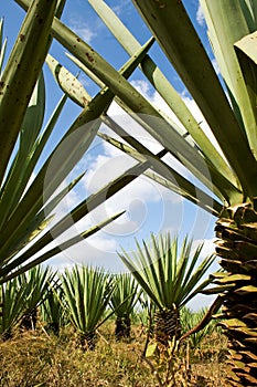 Sisal (Agave sisalana) plantation photo