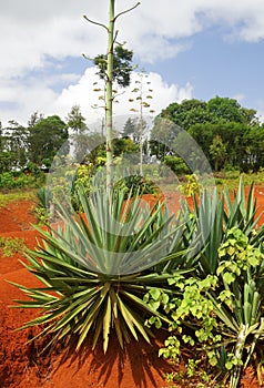 Sisal Plant