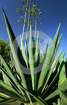 Sisal Plant