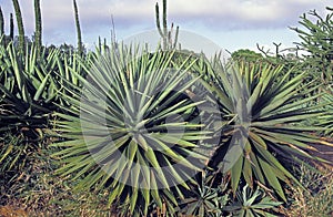 Sisal Plant, agave sisalana, Plantation near Fort Dauphin in Madagascar