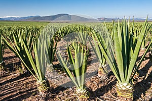 Sisal plantation photo