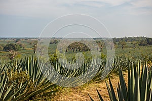 Sisal plantation in coastal Kenya