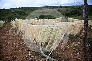 Sisal plantation in the semirado of bahia