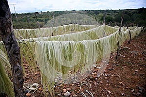 Sisal plantation in the semirado of bahia