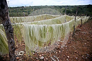 Sisal plantation in the semirado of bahia