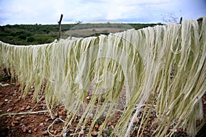 Sisal plantation in the semirado of bahia