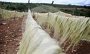 Sisal plantation in the semirado of bahia