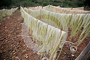 Sisal plantation in the semirado of bahia