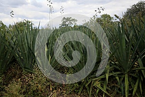 Sisal plantation in the semirado of bahia