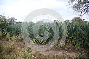 Sisal plantation in the semirado of bahia