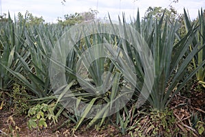 Sisal plantation in the semirado of bahia