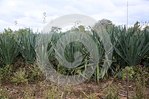 Sisal plantation in the semirado of bahia photo