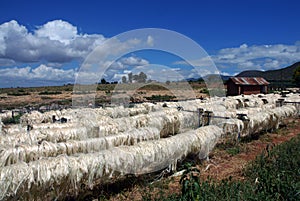 Sisal Processing Plant