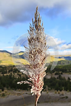 Sigse spike in a field photo