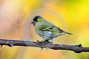 Siskin photo