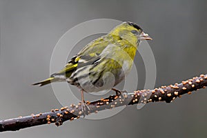 Siskin (Carduelis spinus)1