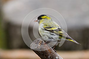 Siskin (Carduelis spinus)2