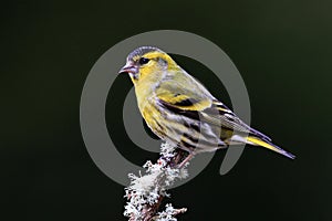 Siskin (Carduelis spinus)