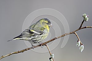 Siskin, Carduelis spinus