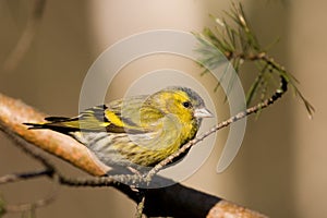 Siskin (Carduelis spinus)