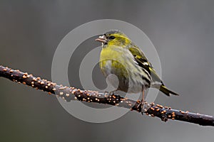 Siskin (Carduelis spinus)