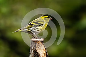 Siskin (Carduelis spinus) bird