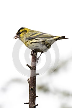 Siskin (Carduelis spinus) bird