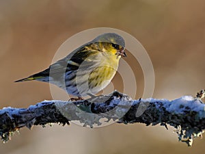 Siskin Carduelis spinus male