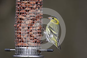 Siskin, Carduelis spinus