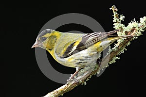 Siskin (Carduelis spinus)