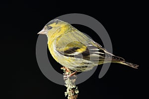Siskin (Carduelis spinus)