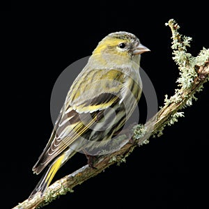 Siskin (Carduelis spinus)